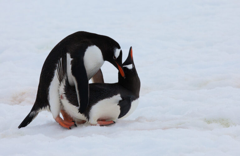 Gentoo penguins, Antarctica