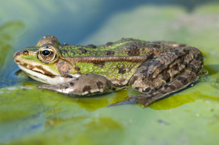 Green Frog