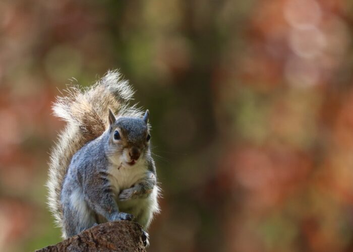 Grey squirrel