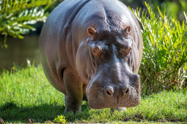 Hippo (Hippopotamus amphibius)