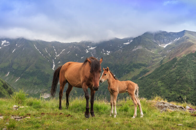 horses grazing