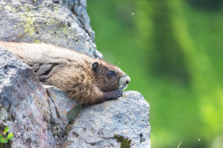 Marmot