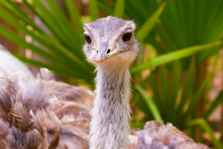 Ostrich