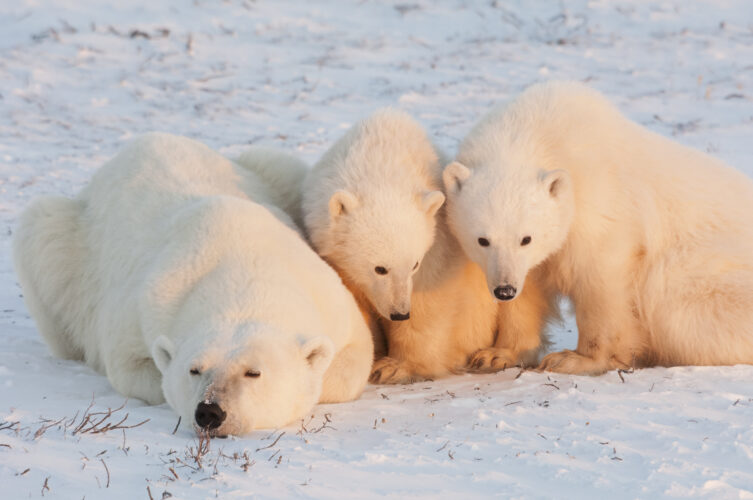 Polar bears in the wild. A powerful predator and a vulnerable or potentially endangered species.
