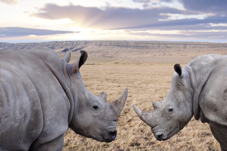 Rhinos
