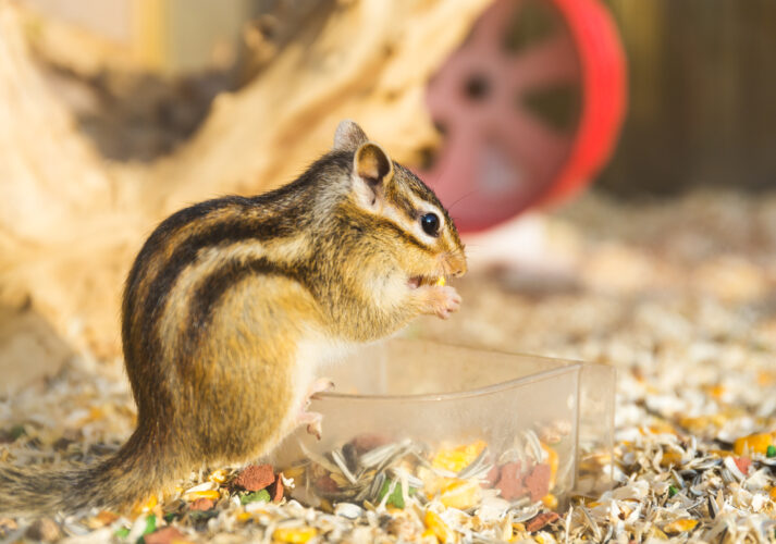 Squirrel