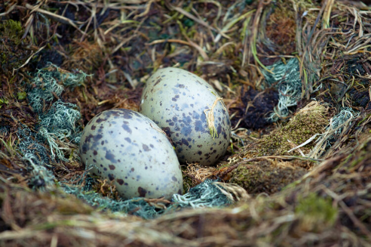 two eggs