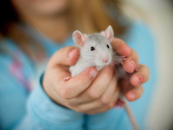 A Pet Rat