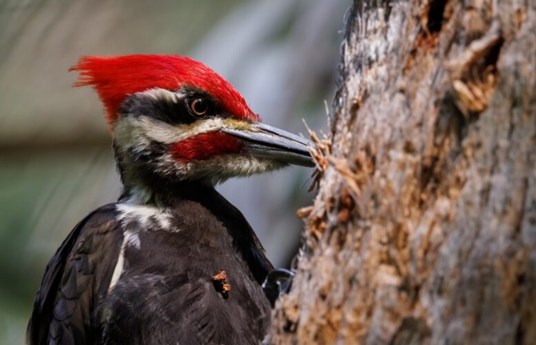 A Pileated Woodpecker in Florida