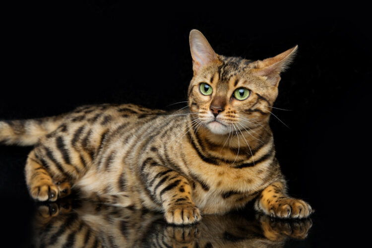 Beautiful bengal cat