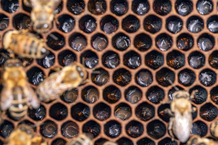 Bee larvae in a brood hive.