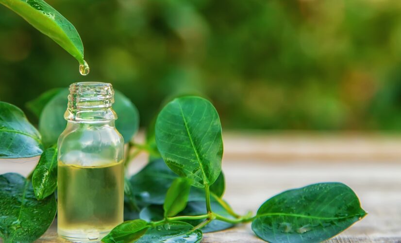 Bottled tea tree essential oil. Selective focus.