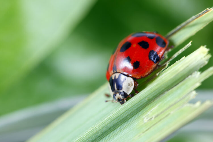 Ladybug