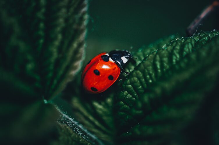 ladybug on a leaf