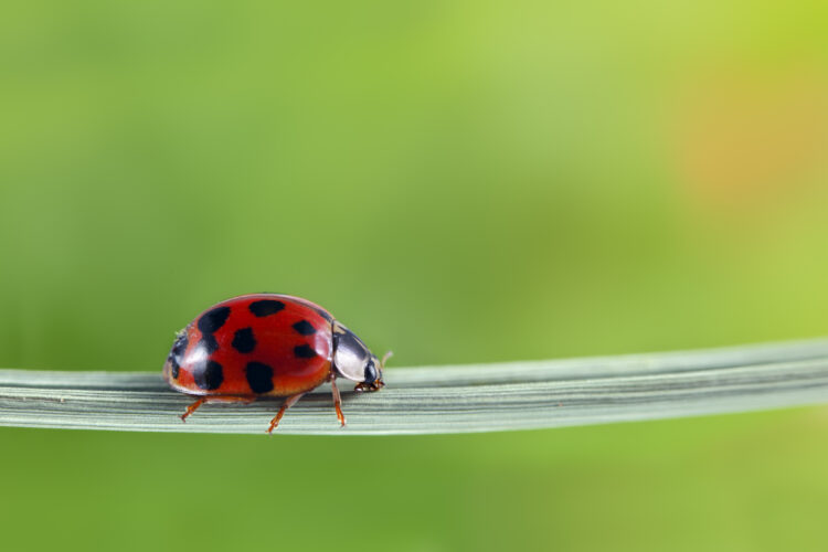Ladybug