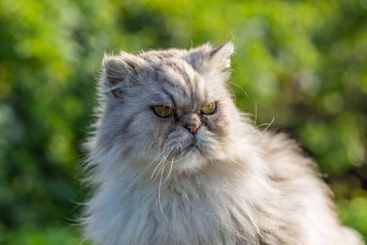 Persian cat