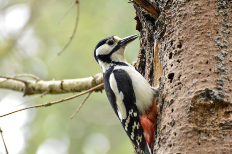 Photo of a big woodpecker at its home in a tree