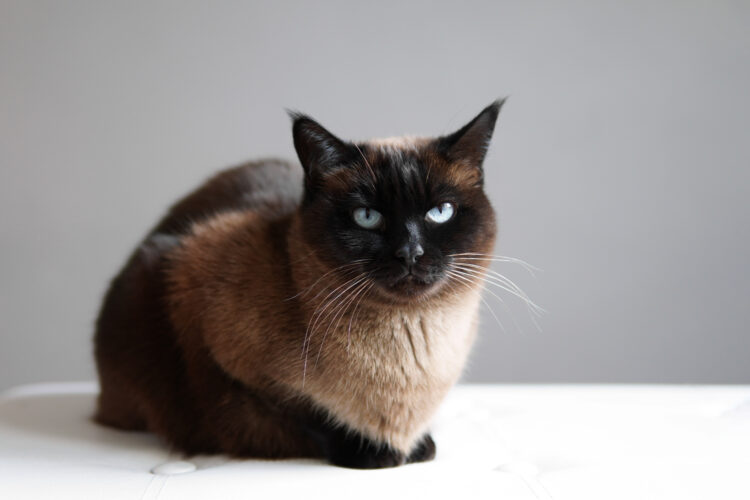 siamese cat resting