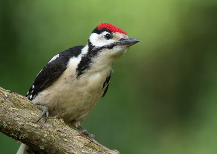 Young male greater spotted woodpecker