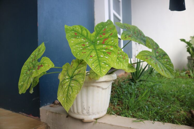 Caladium three colors