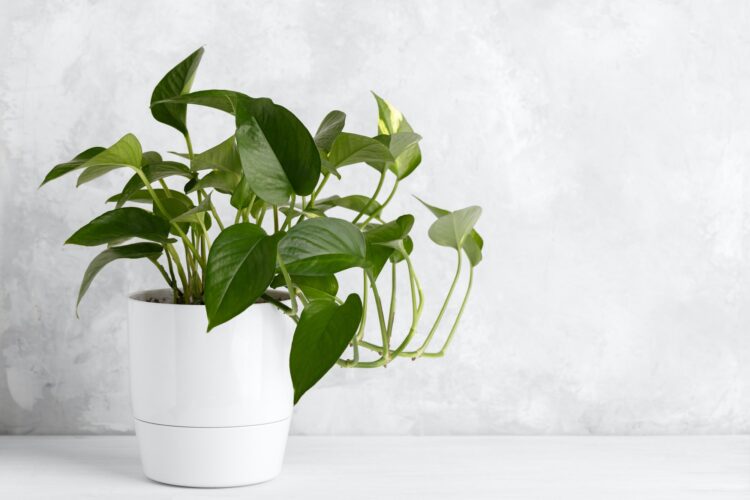 Devil's ivy plant