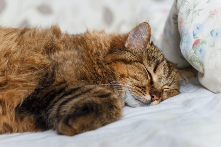 tiger cat sleeping in bed