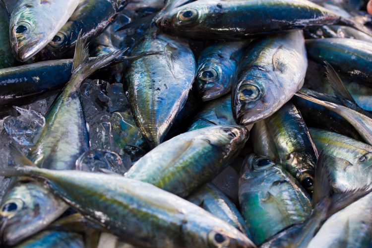 Chub mackerels, sea fish