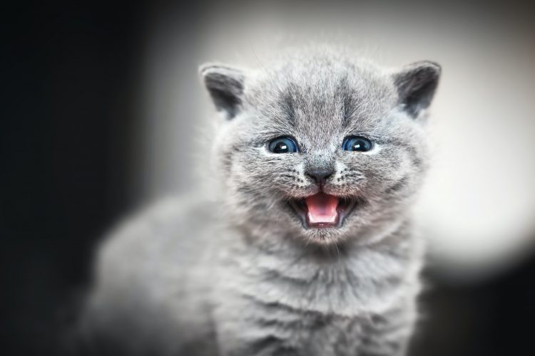 Cute kitten meows. British Shorthair cat