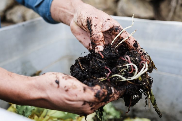 Farmer man holding compost with worms - Main focus top hand