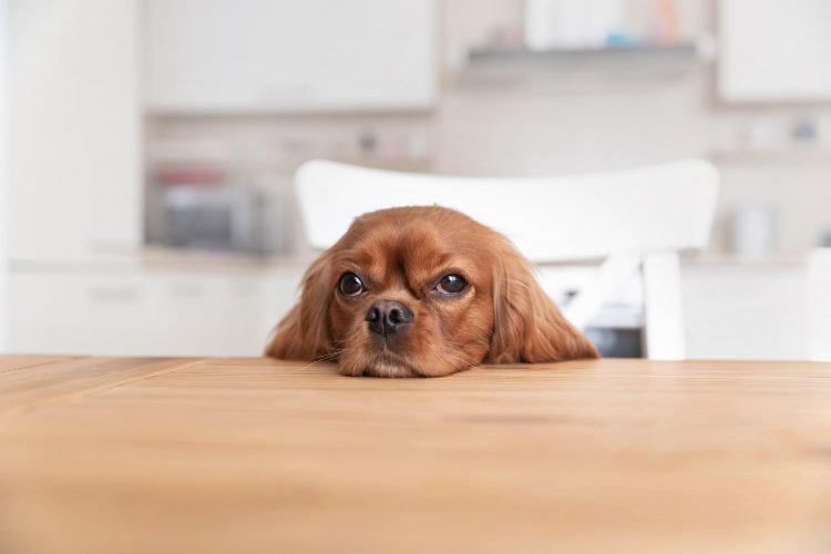 Funny bored dog behind kitchen table