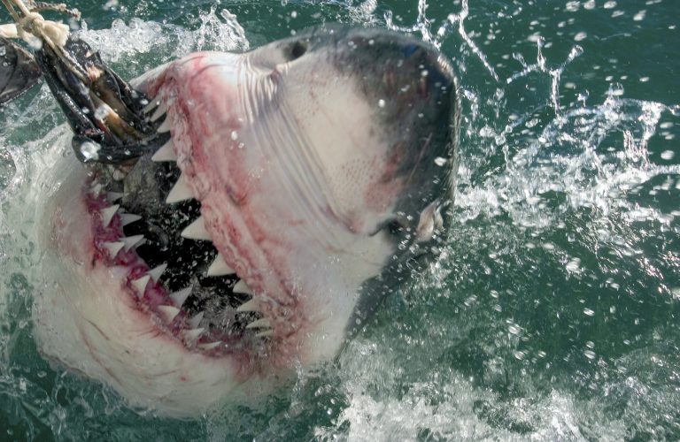 Great White shark, Carcharodon carcharias, grabs bait,Great white shark.
