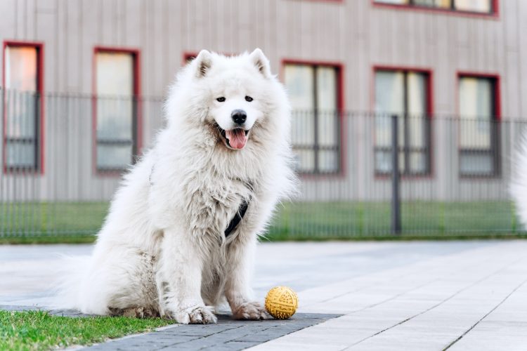 Purebred, white dog walks on the street, playing with a ball.