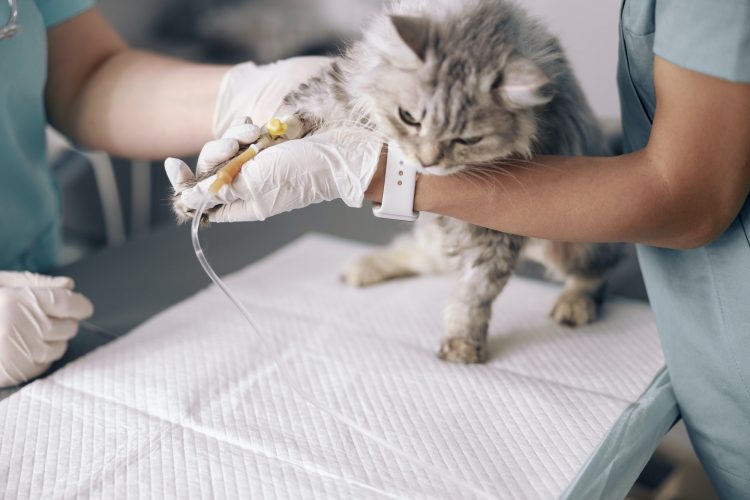 Skilled veterinarians examines cat on intravenous infusion at table