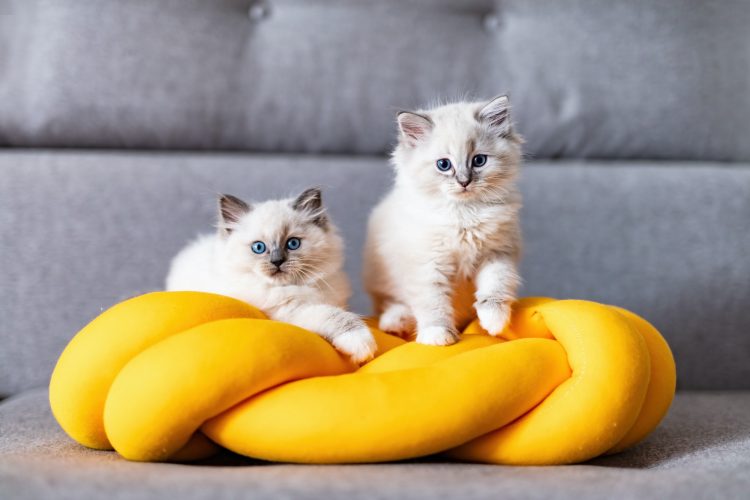 Two Ragdoll cats small kittens portrait at home