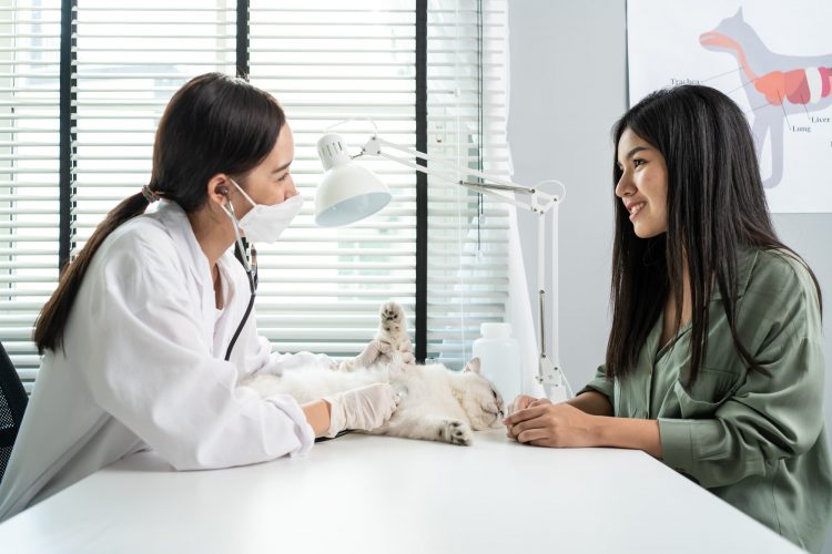 Asian veterinarian examine cat during appointment in veterinary in pet clinic hospital.