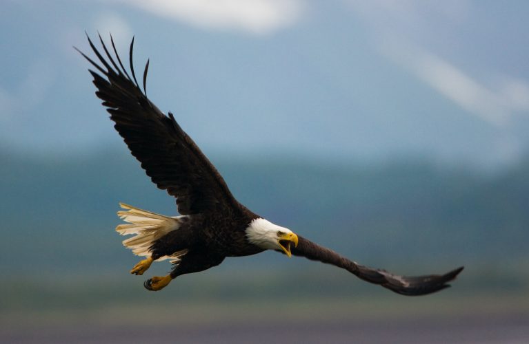 Bald eagle in flight, Katmai National Park, Alaska, USA