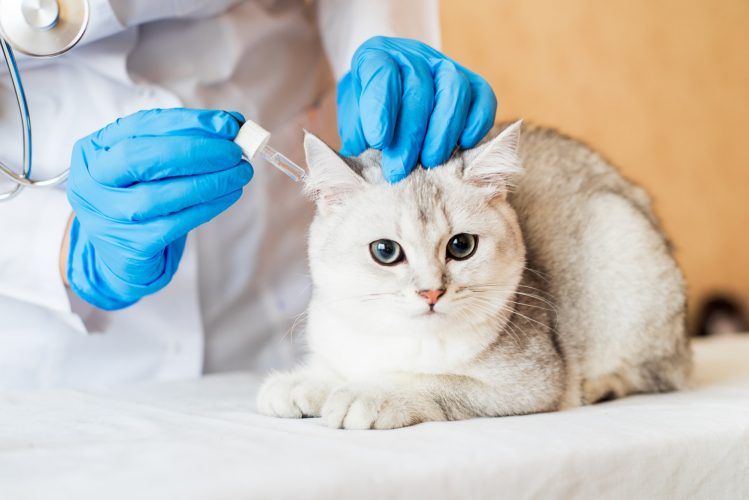 pet cat on examination in a veterinarian clinic, hands of a veterinarian. Drops in ears, examination
