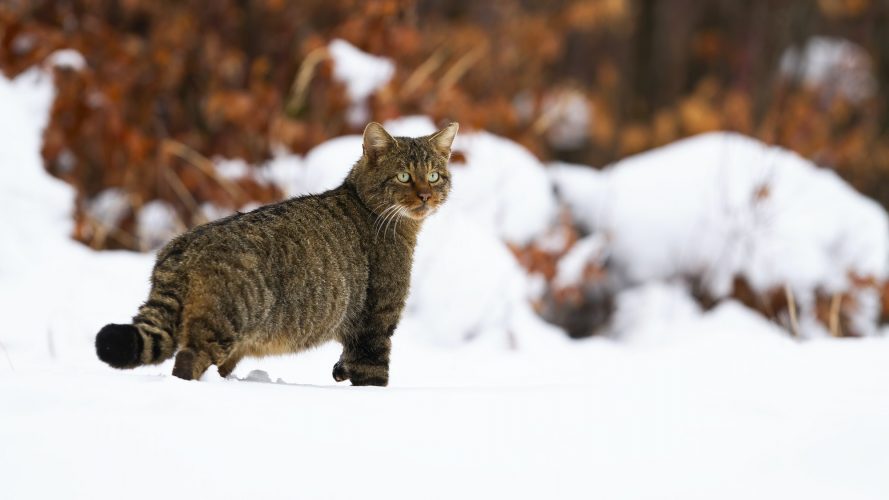 Staring european wild cat with fluffy tail on the wintry hunt