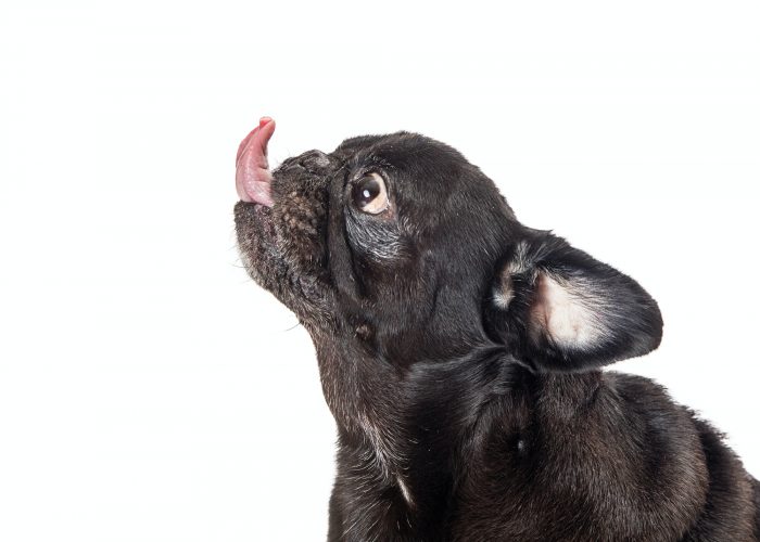 Closeup Black Pug Dog Sticking Tongue Out