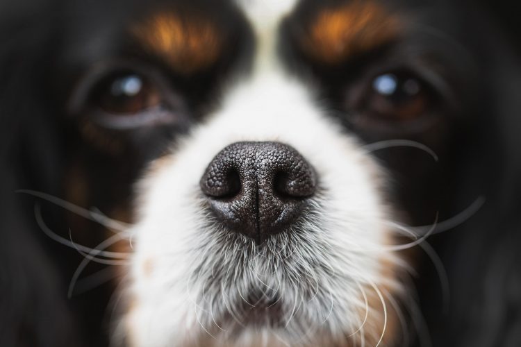Dog nose
