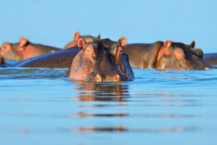 Hippo in the water