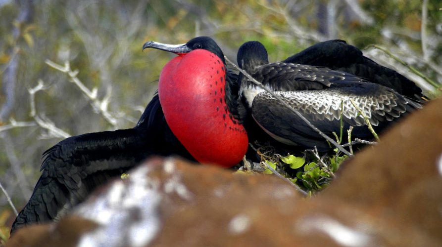 Magnificent Frigatebird, Galápagos National Park, Ecuador
