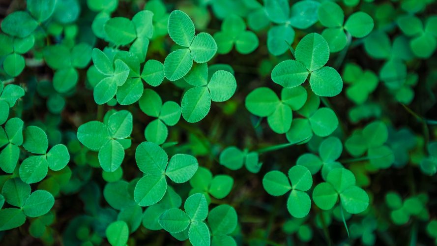 Close-up of real leaf clover on green shamrock field background. Top view.