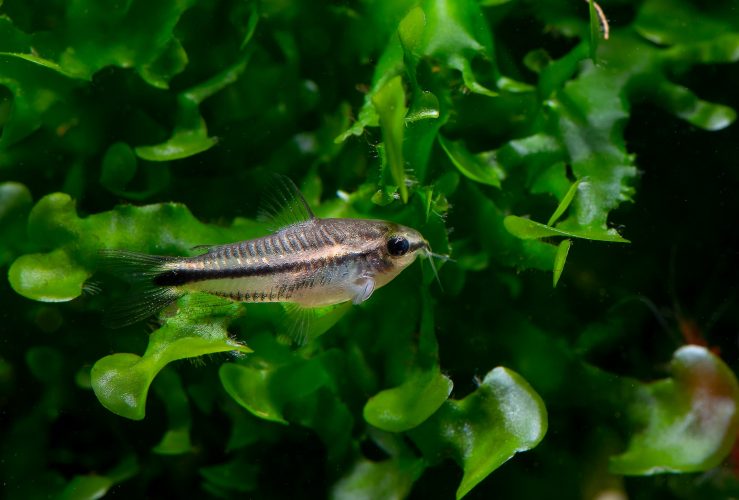 Small goat fish stay on aquatic plant in fresh water aquarium tank