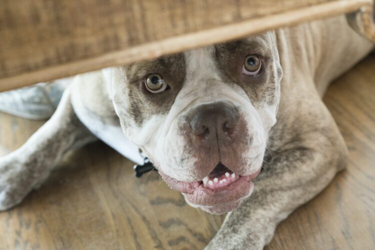 A bulldog hiding underneath furniture.