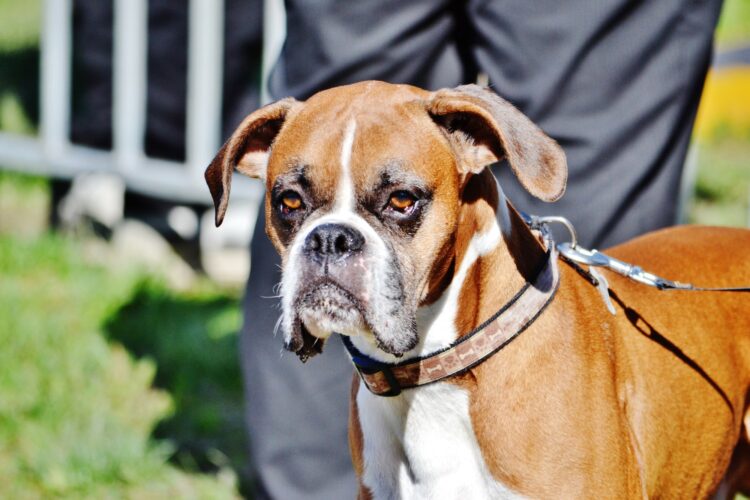 Sad boxer dog closeup portrait