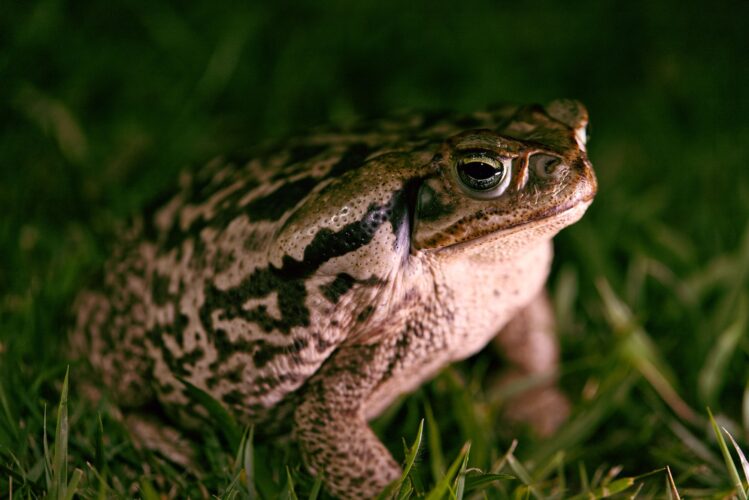Closeup shot of a cane toad on a grassy field