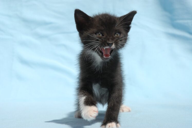Black and white kitten, meow!