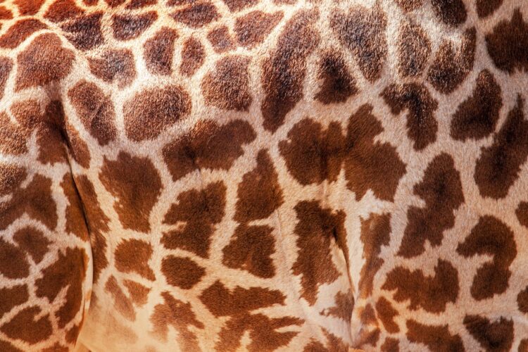 Closeup Masai Giraffe Skin