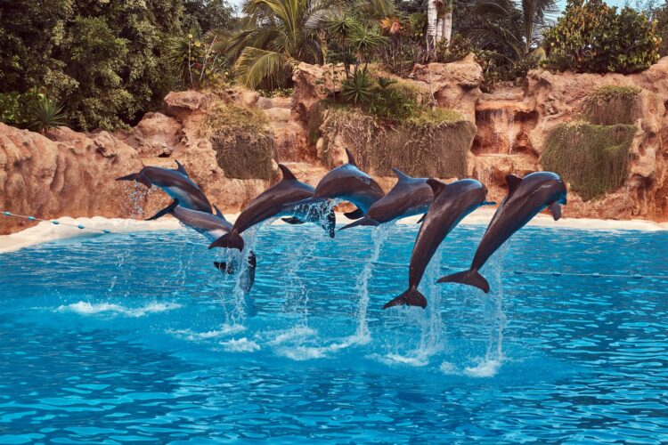 Dolphins performing during a dolphin show with their trainers in a national zoo.